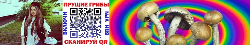 закладка Фокино Псилоцибиновые грибы Psilocybe